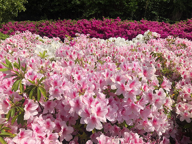 Azaleas