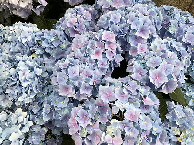 Hydrangea