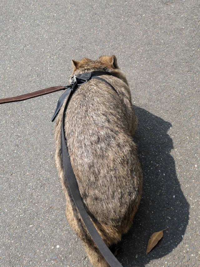 Wombat Walk 22_edit