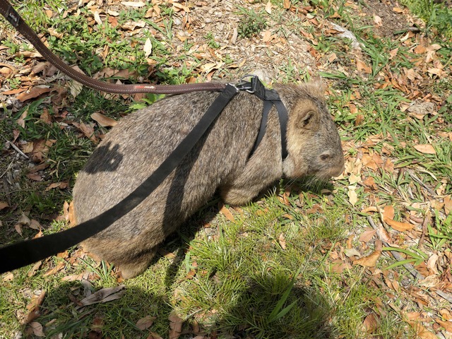 Wombat Walk 20_edit