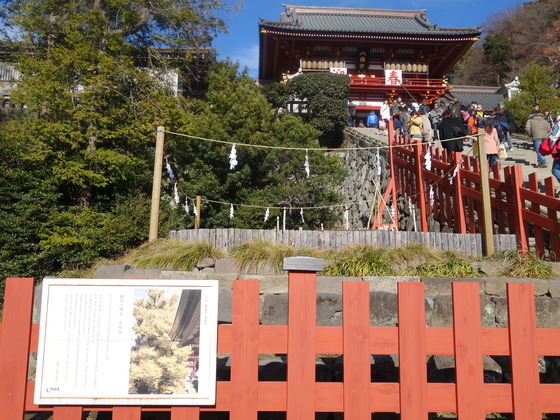 大銀杏 1