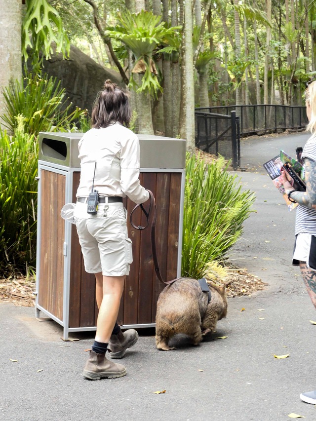 Wombat Walk 71_edit