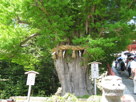 鶴岡八幡宮_大銀杏 2