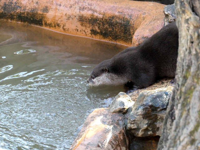 コツメカワウソ 12_edit