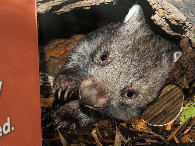 Touch & Feel Wombat 11_edit