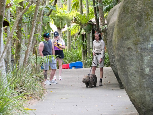 Wombat Walk 50_edit