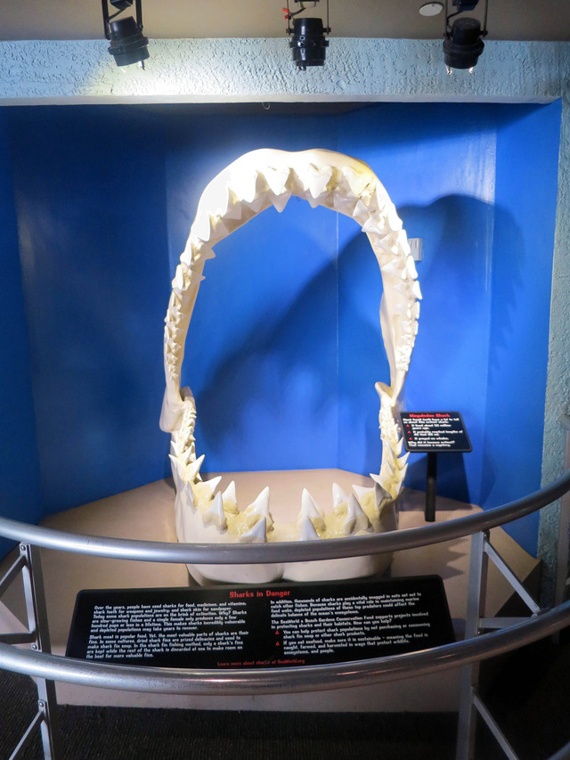 Megalodon Shark 1_edit
