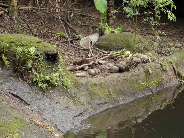 コツメカワウソ 1_edit