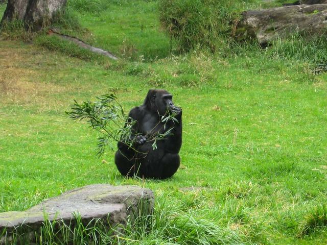 Gorilla 5_edit