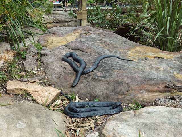 Red-bellied black snake 2_edit
