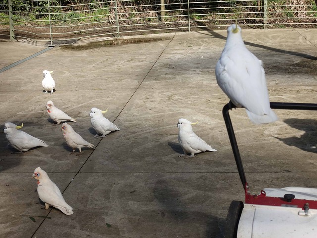 Bird Feeding & Viewing Area 9_edit