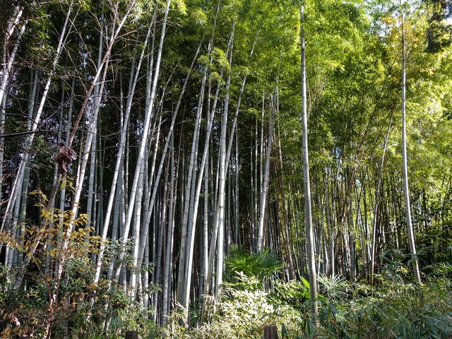 竹林 3_edit