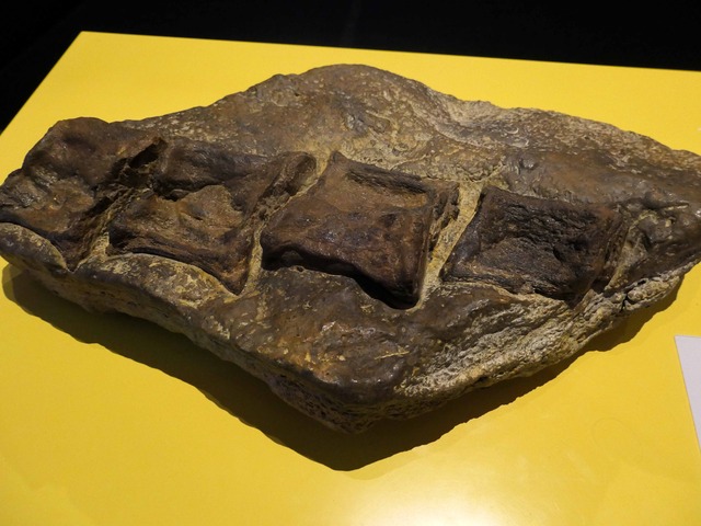 プリオサウルスの椎骨の化石 2_edit