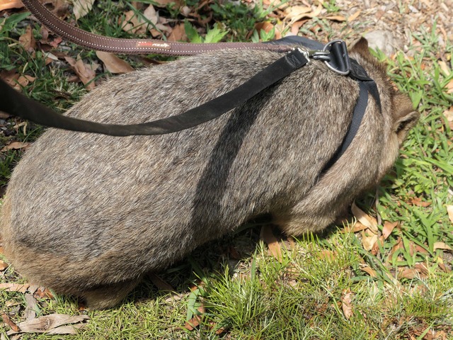 Wombat Walk 19_edit
