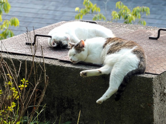 猫 1_edit