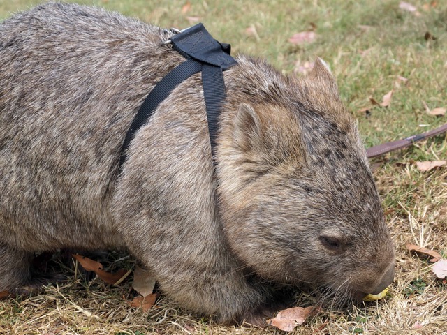 Wombat Walk 6_edit