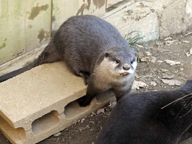 コツメカワウソ 8_edit