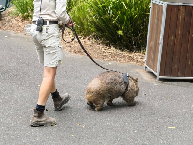 Wombat Walk 70_edit