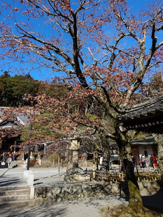 修善寺寒桜 4_edit