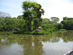 鶴岡八幡宮_源氏池