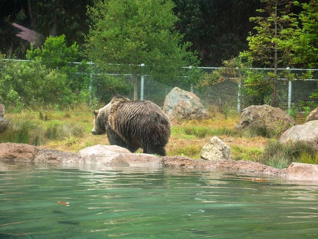 Grizzly Bear 2_edit