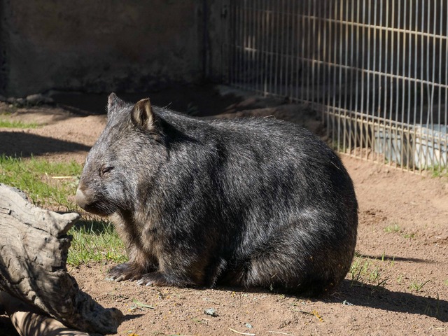 バララット ワイルドライフパークのウォンバット バララット 食で奏でる旅の記憶