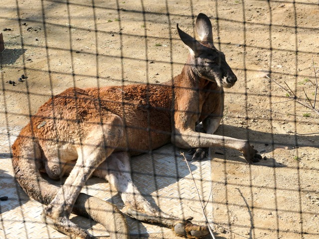 カンガルー 2_edit