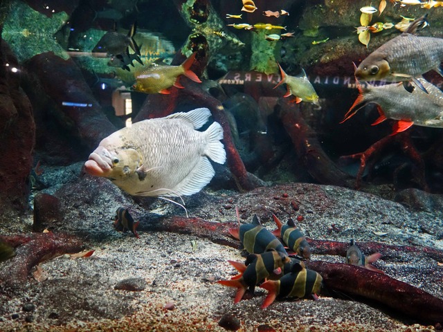 Giant gourami 3_edit
