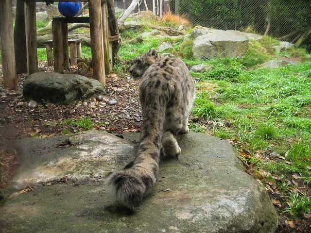 Snow Leopard 3_edit