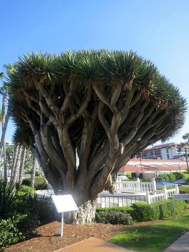 Dragon Tree 1_edit
