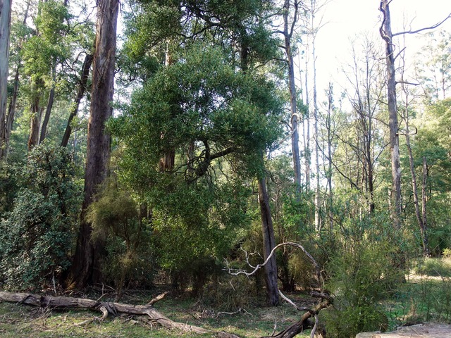 Grant's Picnic Ground 1_edit