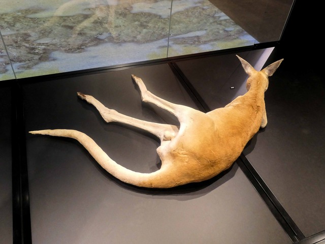 カンガルー 2_edit