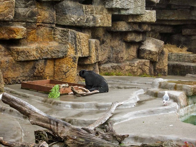 Andean Bear_edit