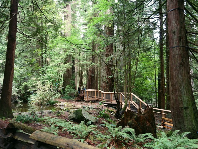 Rainforest 5_edit