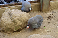 ホロホロチョウ 2_edit