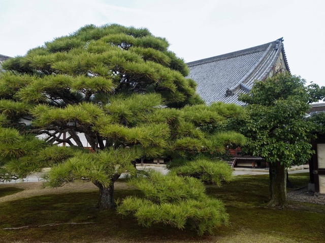 二の丸庭園 4_edit