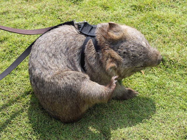 Wombat Walk 28_edit