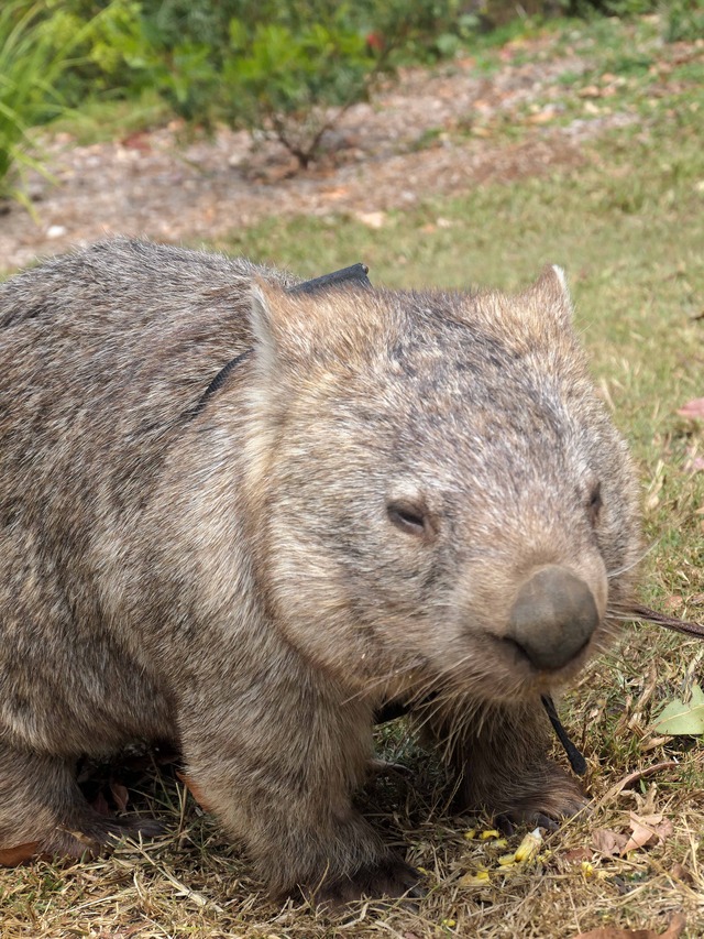 Wombat Walk 5_edit