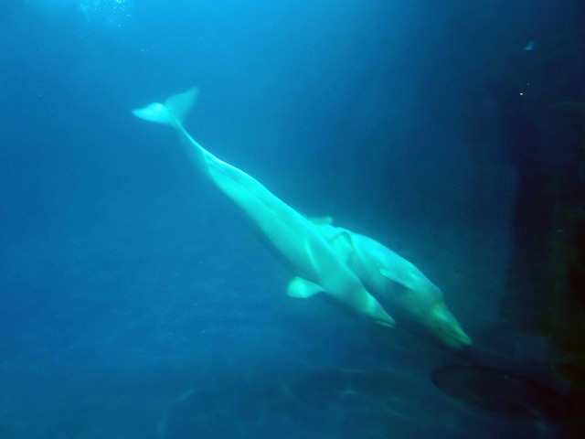ベルーガクジラ 15_edit
