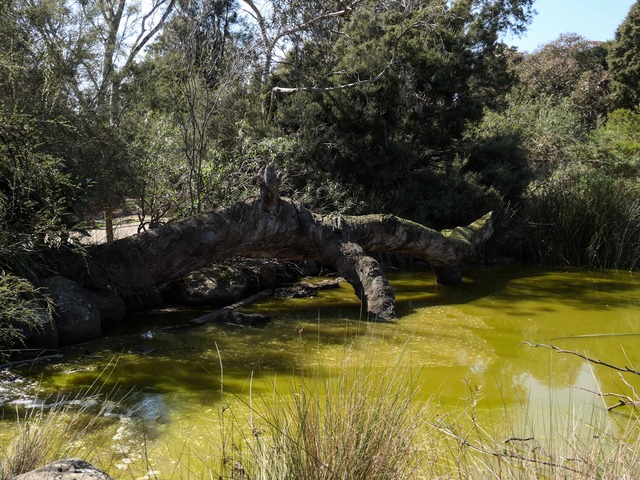 Australian Bush 8_edit