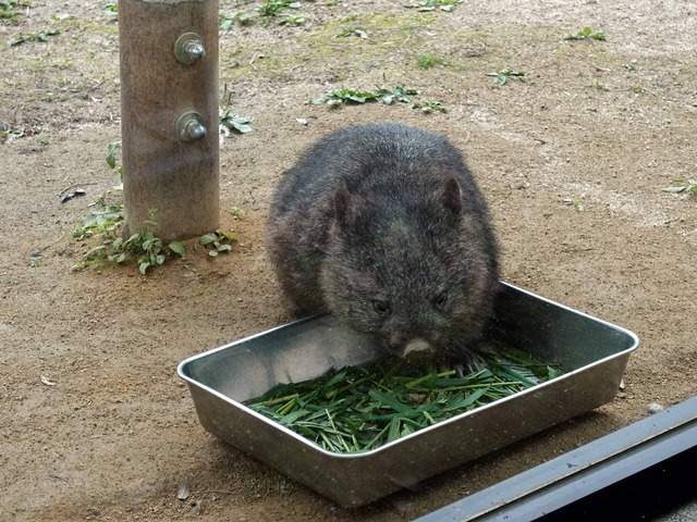 コウ 97_edit