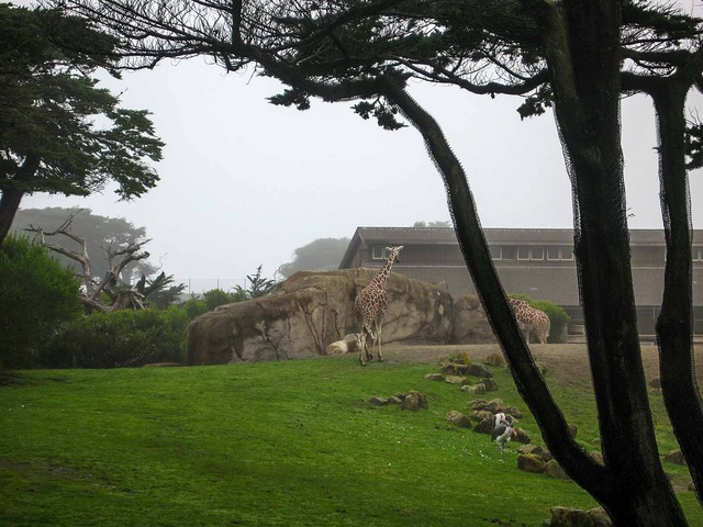 Giraffe 2_edit
