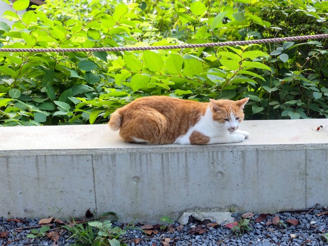 猫 6_edit
