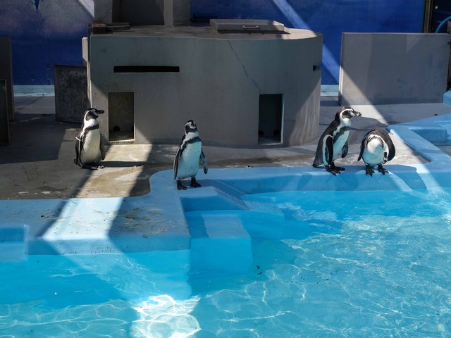 フンボルトペンギン 2_edit