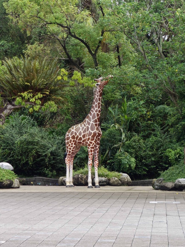 台北市立動物園 7_edit