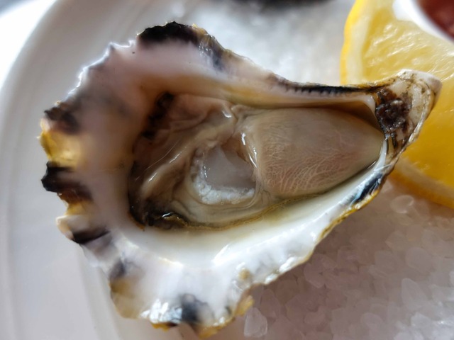 Sydney Rock Oysters 4_edit