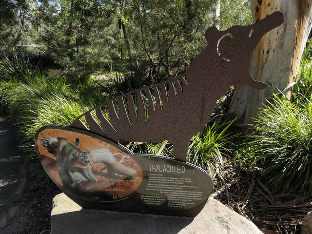 Thylacoleo 1_edit