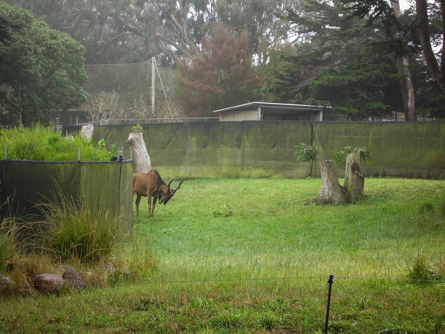 Greater Kudu_edit