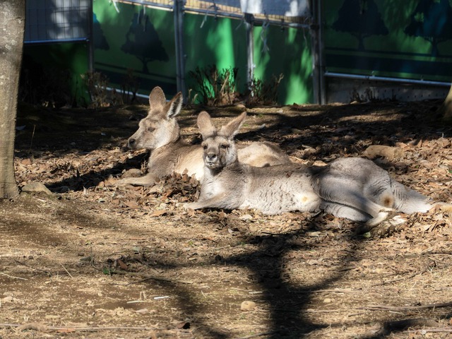 カンガルー 5_edit