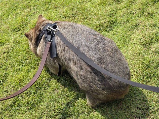 Wombat Walk 25_edit